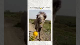 Wait for end😳😅Bro have trust issues now🤣 viral cute viralcontent [upl. by Berhley]