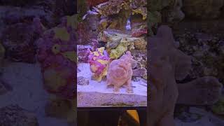 Feeding the Frogfish saltwateraquarium frogfish fishtank aquariumfish saltwaterfishtank fish [upl. by Norward]