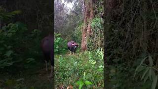 Gaur In Valparai  Indian Gaur In Valparai Road gaur indiangaur valparai [upl. by Eiramenna856]