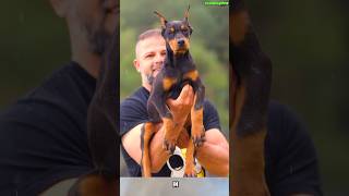 🔝 Dobermans 🔥🔥🔥 dog doberman dogtraining belgianmalinois doglover [upl. by Etsirhc775]