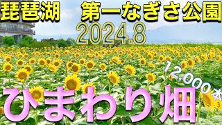 【4K】🌻ひまわり畑 琵琶湖第一なぎさ公園 12000本のひまわり 20240803 夏 [upl. by Winn]