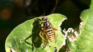 Syrphid Fly Spilomyia suzukii Mimics a Wasp スズキナガハナアブ♀の身繕い [upl. by Schiro196]