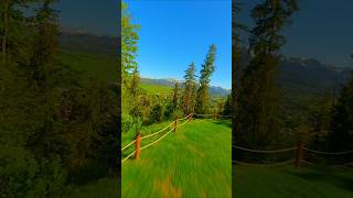 Enchanted Forest in 4K A Serene Journey Through Natures Heartquot [upl. by Lindberg]