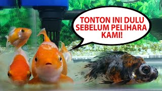 Apa Saja yang Harus Dipersiapkan Saat Pertama Kali Memelihara Ikan Mas Koki PANDUAN LENGKAP PEMULA [upl. by Devona]