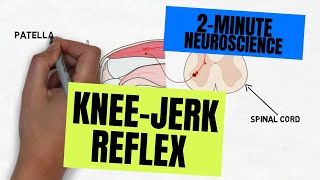 2Minute Neuroscience Kneejerk Reflex [upl. by Morry271]