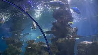 Malta National Aquarium [upl. by Lodnar]