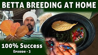 Betta breeding in tamil  Betta breeding step by step season 1 Episode 3 [upl. by Ymaj]