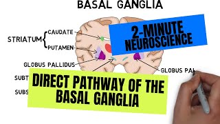 2Minute Neuroscience Direct Pathway of the Basal Ganglia [upl. by Gnurt]