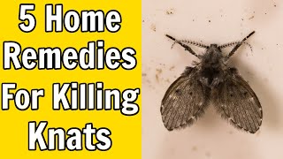 5 Home Remedies For Killing Gnats [upl. by Vardon]