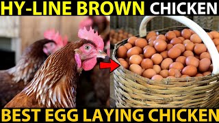 HYLINE Brown Chicken Farming  BEST EGG LAYING CHICKEN BREEDS  Best Chicken For Egg Production [upl. by Samled]