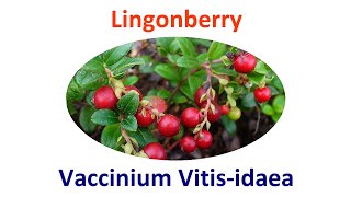 Lingonberry Permaculture Uses Cultivation Propagation amp Companion Plants  Vaccinium Vitisidaea [upl. by Anertak]