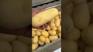 Canteen and central kitchen if potatoes and radishes are washed you if this is doneviralvideo [upl. by Pearlstein466]