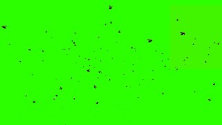 Flies Flying 2  Green Screen  Chroma Key [upl. by Amethist161]