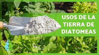 ¿Para qué SIRVE la TIERRA de DIATOMEAS 🌱 3 Usos de la Tierra de Diatomeas [upl. by Beverie754]