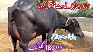 براہ راست چوائ پیورنیلی کی بھینس دودھ14کلوبراۓفروخت9نومبر2024  Top Nilli Buffalo for Sale in Punjab [upl. by Etteuqaj650]