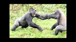 Top 5 Gorilla Fights On Camera  Zoo Fight [upl. by Azzil96]