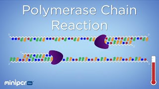 What is PCR Polymerase Chain Reaction  miniPCR bio™ [upl. by Loriner]