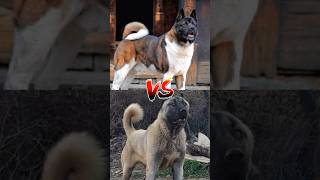 Wolf dog VS Kangal Mastiff VS Pitbull shorts [upl. by Eralc]