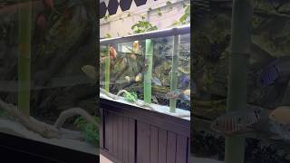 The 150G Severum  Geophagus Tank 😁💪 aquariumhobby severum geophagus [upl. by Namdor]