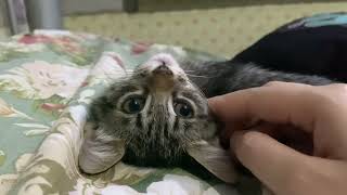 Adorable kitten loves neck massage 😻✨♥️ [upl. by Navaj]