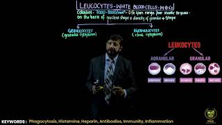 The leukocytes and its classification  11TH BIOLOGY  CHP 14  LECTURE 17 [upl. by Kylah203]