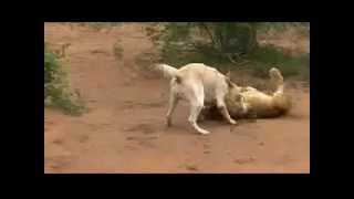 Kangal kills Lion [upl. by Eirrotal]