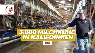 3 000 Milchkühe in Kalifornien [upl. by Kirstin]