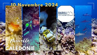 plongée Hienghène chez Babou cote Ocean 2024 11 10 [upl. by Melvin]