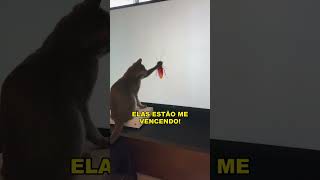 O rei descobriu uma técnica nova 🤣gatos gatosengraçados trigatos gatocinza gatopreto gato [upl. by Quiteris]