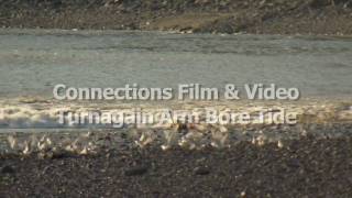 Turnagain Arm Bore Tide [upl. by Alrahs]