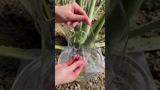 Get Glowing Skin with ALOE VERA Face Mask at Home gardeing aloeveragel aloevera facemask [upl. by Riana]