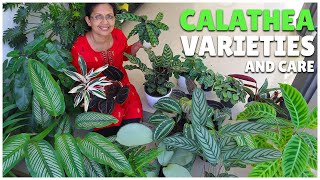 Calathea Varieties amp Tips  15 Varieties [upl. by Enitsrik370]