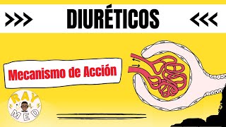 DIURÉTICOS TIAZIDICOS DE ASA Y AHORRADORES DE POTASIO MECANISMO DE ACCIÓN [upl. by Adli]