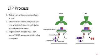 Long Term Potentiation LTP Memory How we Learn Explained NMDAAMPA Mechanism [upl. by Zoara]