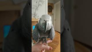 ClarenceCarterTHEAfricangrey [upl. by Ecinehs]