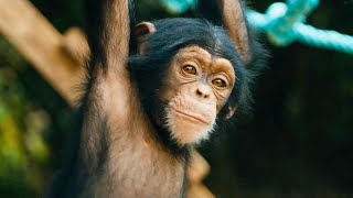 Baby Chimps Learn How To Climb  BBC Earth [upl. by Htenaj]