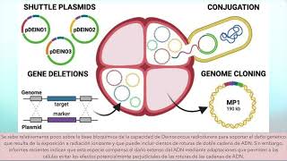 BACTERIA RESISTENTE A LA RADIOACTIVIDAD [upl. by Leund]