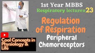 23 Regulation of Respiration  Peripheral chemoreceptors  2  Guyton 1stYR MBBS [upl. by Arehs365]