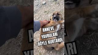 SEN CENNETLİKSİN KARDEŞİM YARADAN NE MURADIN VARSA kesfetteyiz sokakköpekleri sokakköpeği [upl. by Valina]