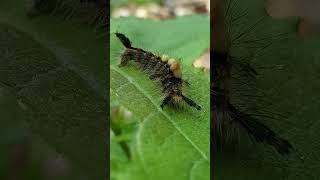 Rusty tussock moth caterpillarshortsinsects [upl. by Cruz]