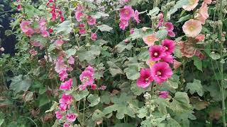 Gardeners Cottage tips on growing Hollyhocks [upl. by Ansev]