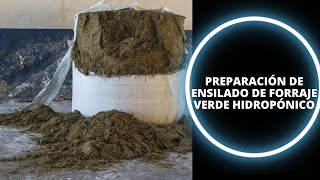 🌾🐮 PREPARACIÓN DE ENSILADO DE FORRAJE VERDE HIDROPÓNICO [upl. by Aytnahs90]