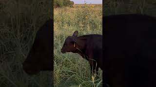 Cattle Chewing Up Grain Heads  This is What it Looks Like When Cattle Naturally Eat Grain [upl. by Moreno300]