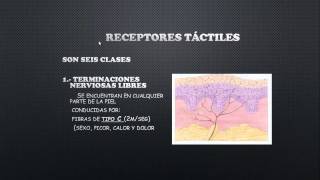 capitulo 46 de fisiologia receptores sensoriales [upl. by Aizitel815]