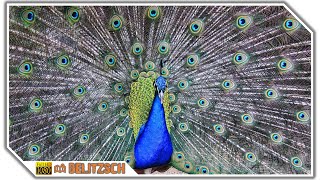 Peacock shows its feathers peacock wheel [upl. by Gillead175]