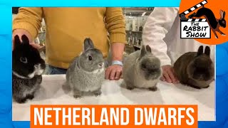 Best of Breed Netherland Dwarf  Englands National Show [upl. by Thordis]