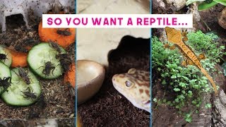 Caring For Reptiles  Day to Day Maintenance [upl. by Keelia]