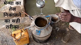 मेन्था का तेल निकालने का सही तरीका \ Mentha oil kaise nikale \ peppermint ka tel [upl. by Moneta]