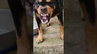 angry dog barking Compilation viral angrypuppy angryanimal pets angry angrydog rottweilerpupp [upl. by Tam]