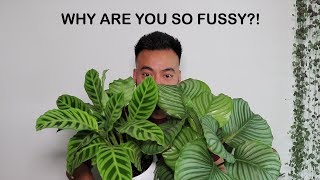 How To Care For Calathea  Houseplant Care Tips [upl. by Acitel]